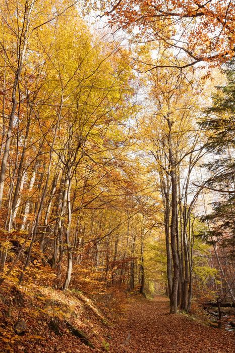 Магически кадър на огряната от слънцето пътека в есенната гора на Витоша планина