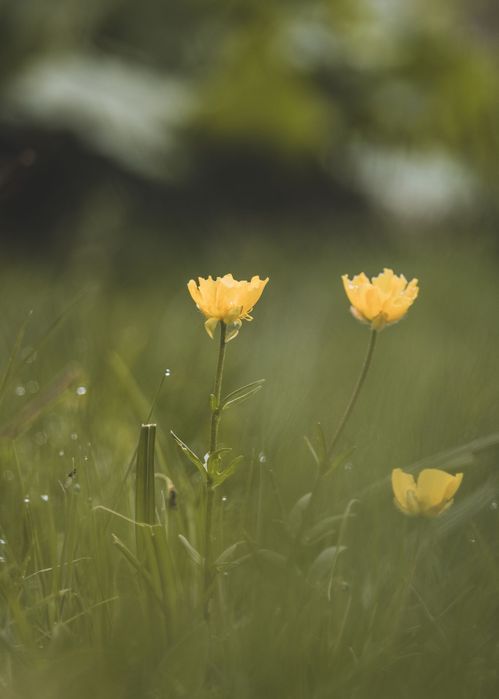 Красив кадър на три нежни жълти цветенца в измежду зелената трева на Витоша
