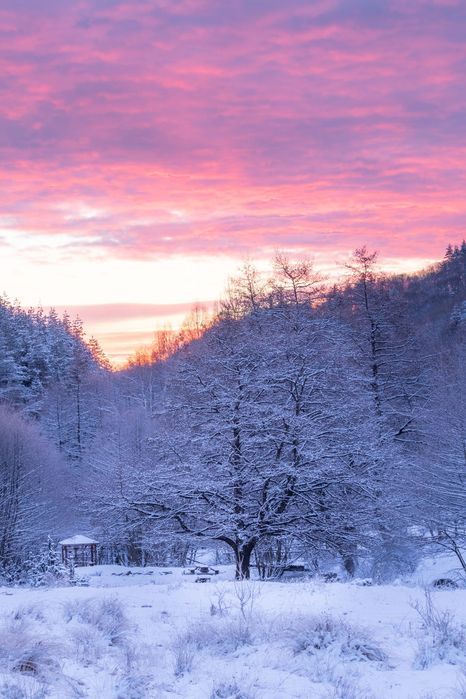 Магически кадър на снежната гора над с. Железница, Витоша по изгрев слънце.