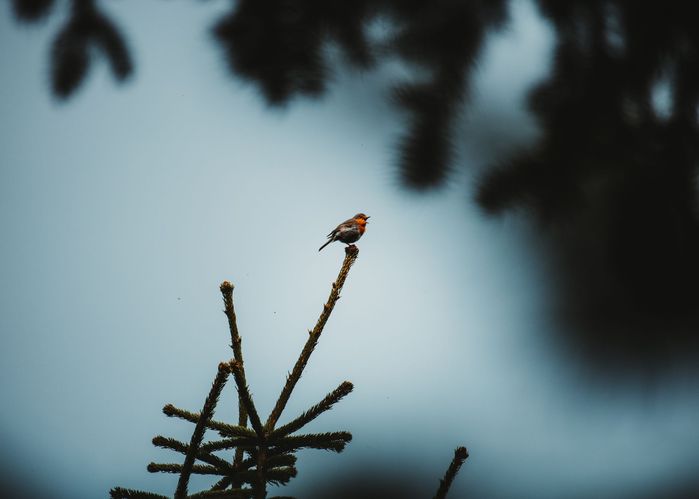Пленяващ кадър на малко пеещо оранжево птиче кацнало на върха на бор
