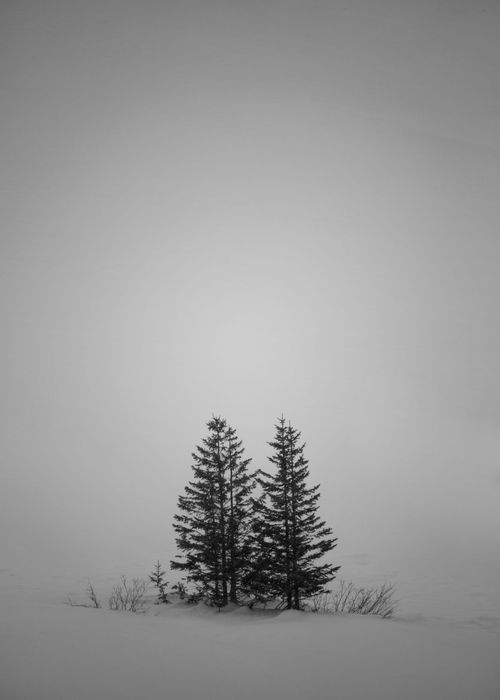 Черно бяла снимка на две малки борчета в мъгливата заснежена пустощ.