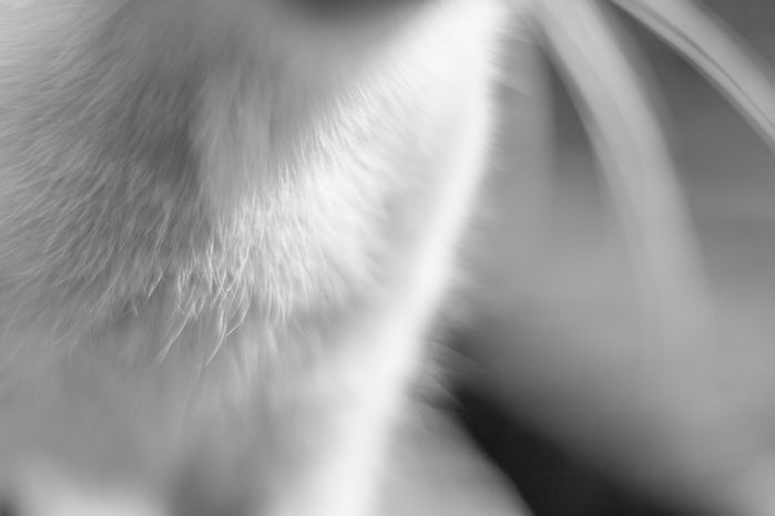 Близък черно-бял кадър на козината и мустаците малко бяло коте.
