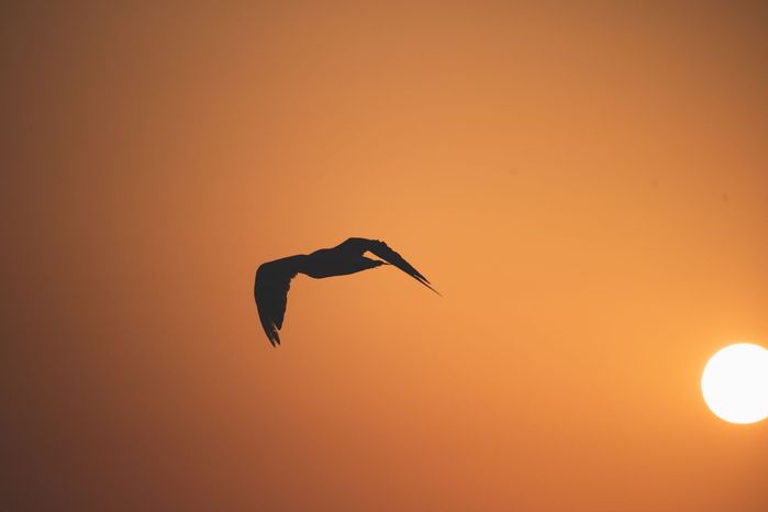 Снимка на чайка / гларус на фона на изгряващото слънце над Черно море