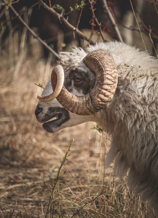 Снимка в близък кадър на овен в Калофер, България