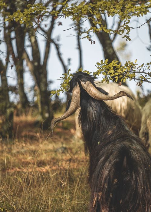 Снимка на козел с изпъната шия, ядящ листа в Калофер, България