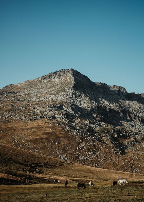 Снимка на връх Голям Калин (Калинини върхове) в Рила планина малко след изгрев слънце с Кончета пасящи на преден план. Погледнат от х. Иван Вазов.
