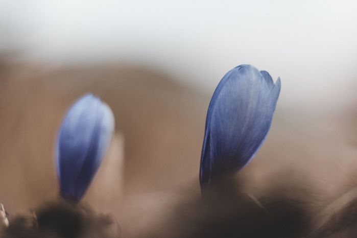 Снимка на 2 лилави минзухарчета на Витоша.