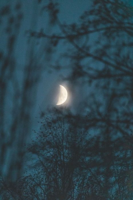 Снимка на полупълната луна между клони в гора през нощта на Витоша