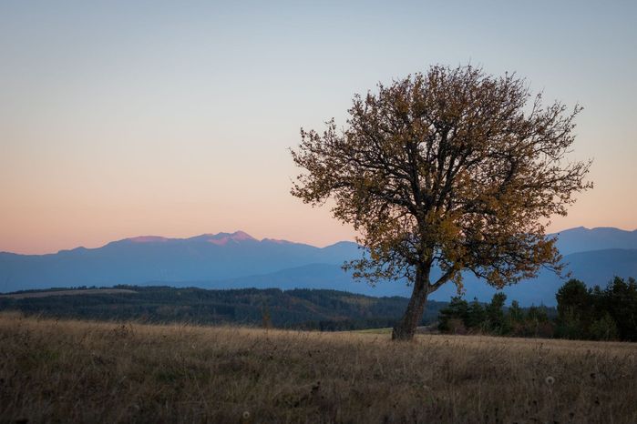 Снимка на дърво на поле на фона на Рила планина малко след залез слънце през есета