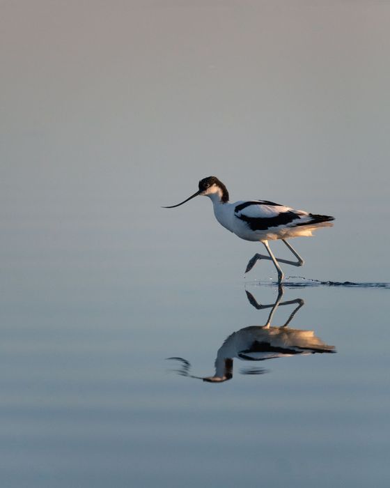 Снимка на птица саблеклюн ходеща в соленото езеро в Поморие