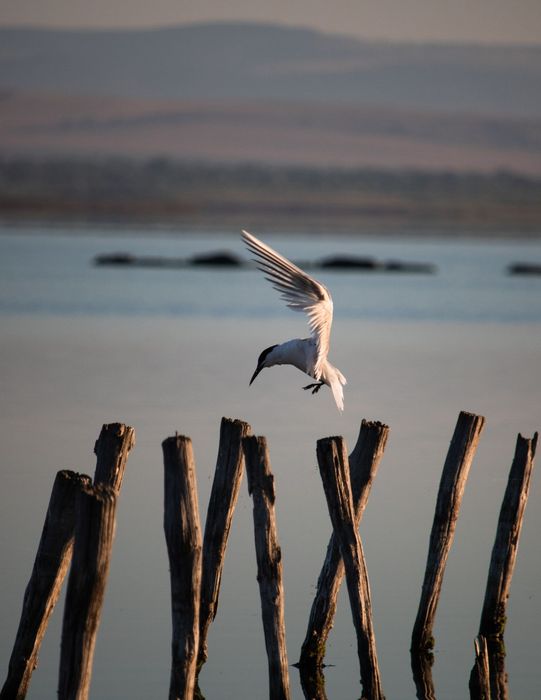 Снимка на кацаща чайка / гларус на прът в соленото езеро в Поморие, България.