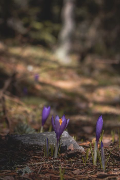 Снимка на лилави минзухари в гората в Рила, България