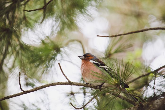 Снимка на малко песнопойно птиче между боровите клони в гората на Витоша, България.